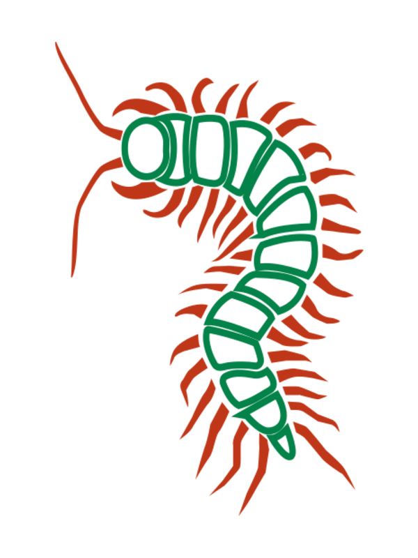 centipede animal